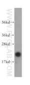 ADP Ribosylation Factor 5 antibody, 15281-1-AP, Proteintech Group, Western Blot image 