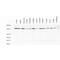 AHSA1 antibody, PA5-77804, Invitrogen Antibodies, Western Blot image 
