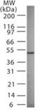 Gamma-Aminobutyric Acid Type A Receptor Gamma3 Subunit antibody, GTX31014, GeneTex, Western Blot image 