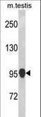 NLR Family Pyrin Domain Containing 12 antibody, LS-C162908, Lifespan Biosciences, Western Blot image 