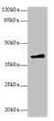 Family With Sequence Similarity 118 Member A antibody, CSB-PA885747LA01HU, Cusabio, Western Blot image 