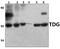 Thymine DNA Glycosylase antibody, PA5-75251, Invitrogen Antibodies, Western Blot image 