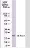 NFKB Inhibitor Interacting Ras Like 1 antibody, NBP2-33227, Novus Biologicals, Western Blot image 