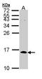 Cell Division Cycle 26 antibody, GTX111007, GeneTex, Western Blot image 