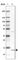 CDGSH Iron Sulfur Domain 3 antibody, HPA054400, Atlas Antibodies, Western Blot image 