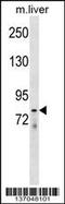 Lysyl Oxidase Like 4 antibody, 59-061, ProSci, Western Blot image 