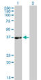 Phytanoyl-CoA 2-Hydroxylase antibody, LS-C197895, Lifespan Biosciences, Western Blot image 