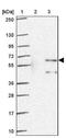 Zinc Finger Protein 34 antibody, NBP2-32564, Novus Biologicals, Western Blot image 
