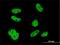 ELAV Like RNA Binding Protein 1 antibody, H00001994-M02, Novus Biologicals, Immunofluorescence image 