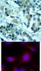 Mitogen-Activated Protein Kinase Kinase 1 antibody, 79-360, ProSci, Immunohistochemistry paraffin image 