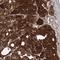 Centrosomin antibody, HPA038316, Atlas Antibodies, Immunohistochemistry frozen image 