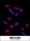 SRY-Box 9 antibody, 57-473, ProSci, Immunofluorescence image 