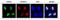 Glutamate Rich WD Repeat Containing 1 antibody, GTX00895, GeneTex, Immunofluorescence image 