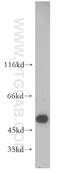 Phosphatidylinositol Glycan Anchor Biosynthesis Class B antibody, 12612-1-AP, Proteintech Group, Western Blot image 
