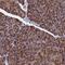 Proline Rich Coiled-Coil 1 antibody, NBP1-83514, Novus Biologicals, Immunohistochemistry paraffin image 