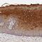 Mitochondrial Ribosomal Protein L35 antibody, NBP1-92119, Novus Biologicals, Immunohistochemistry paraffin image 