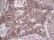 Aspartoacylase antibody, MA5-26728, Invitrogen Antibodies, Immunohistochemistry frozen image 