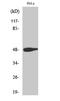 Jun Proto-Oncogene, AP-1 Transcription Factor Subunit antibody, STJ90175, St John