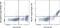 MER Proto-Oncogene, Tyrosine Kinase antibody, 67-5751-82, Invitrogen Antibodies, Flow Cytometry image 
