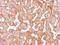 Tubulin Gamma Complex Associated Protein 2 antibody, PA5-21433, Invitrogen Antibodies, Immunohistochemistry frozen image 