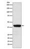 Muscleblind Like Splicing Regulator 1 antibody, M02309-1, Boster Biological Technology, Western Blot image 