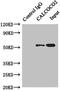 Calcium Binding And Coiled-Coil Domain 2 antibody, LS-C675452, Lifespan Biosciences, Immunoprecipitation image 