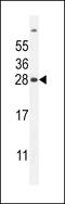Ubiquitin D antibody, LS-C166057, Lifespan Biosciences, Western Blot image 