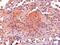 Proopiomelanocortin antibody, NB100-1533, Novus Biologicals, Immunohistochemistry paraffin image 
