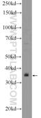 DnaJ Heat Shock Protein Family (Hsp40) Member B7 antibody, 18540-1-AP, Proteintech Group, Western Blot image 