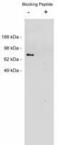 Netrin 1 antibody, PA1-12866, Invitrogen Antibodies, Western Blot image 