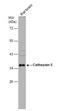 Cathepsin S antibody, NBP1-31434, Novus Biologicals, Western Blot image 