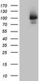 C2 Calcium Dependent Domain Containing 6 antibody, LS-C799145, Lifespan Biosciences, Western Blot image 