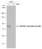 Ribosomal Protein S6 Kinase A1 antibody, GTX133467, GeneTex, Western Blot image 