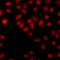 ATM Interactor antibody, orb412579, Biorbyt, Immunocytochemistry image 