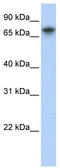 Tripartite Motif Containing 29 antibody, TA330580, Origene, Western Blot image 