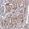 Tetratricopeptide Repeat Domain 17 antibody, HPA038508, Atlas Antibodies, Immunohistochemistry paraffin image 