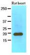 Myosin Light Chain 2 antibody, LS-B3584, Lifespan Biosciences, Western Blot image 