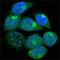 EDR antibody, A03240, Boster Biological Technology, Immunofluorescence image 