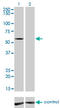 Inosine Monophosphate Dehydrogenase 2 antibody, LS-C197533, Lifespan Biosciences, Western Blot image 