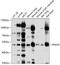 Interferon Lambda Receptor 1 antibody, 13-419, ProSci, Western Blot image 