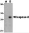 Caspase 8 antibody, 3475, ProSci Inc, Western Blot image 