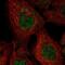 Exocyst Complex Component 3 antibody, PA5-65195, Invitrogen Antibodies, Immunofluorescence image 