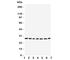 Eukaryotic Translation Initiation Factor 6 antibody, R31140, NSJ Bioreagents, Western Blot image 