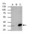 Nuclear Transcription Factor Y Subunit Beta antibody, PA5-31913, Invitrogen Antibodies, Immunoprecipitation image 