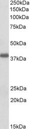 Isocitrate Dehydrogenase (NAD(+)) 3 Alpha antibody, 42-381, ProSci, Immunohistochemistry frozen image 