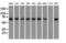 Glucose-6-Phosphate Isomerase antibody, GTX84416, GeneTex, Western Blot image 