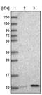 NADH:Ubiquinone Oxidoreductase Subunit A3 antibody, PA5-61390, Invitrogen Antibodies, Western Blot image 