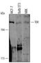 TOR antibody, AF15371, R&D Systems, Western Blot image 