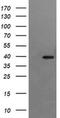 Replication Factor C Subunit 4 antibody, MA5-26260, Invitrogen Antibodies, Western Blot image 