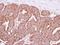 Peptidylprolyl Isomerase F antibody, LS-C155517, Lifespan Biosciences, Immunohistochemistry frozen image 